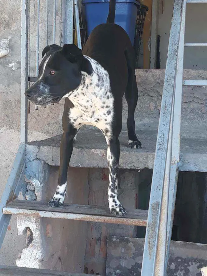 Cachorro ra a Mistura de Pitbull com dálmata idade 1 ano nome Spike