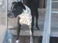 Spike
