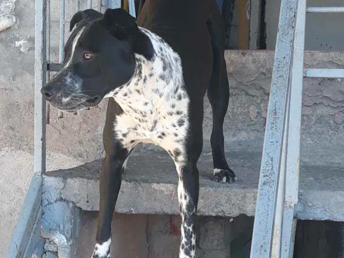 Cachorro ra a Mistura de Pitbull com dálmata idade 1 ano nome Spike