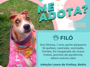 Cachorro raça Vira lata idade 1 ano nome Filó