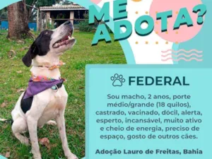 Cachorro raça Vira lata idade 2 anos nome Federal