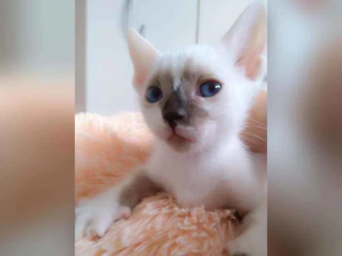 Gato raça Sem raça definida  idade 2 a 6 meses nome Manchinha 