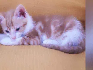 Gato raça Sem raça definida  idade 2 a 6 meses nome Bela