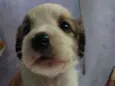 Belinha e mingau