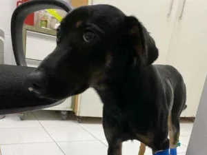 Cachorro raça Sem raça definida  idade 1 ano nome Thor