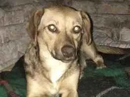 Cachorro raça Vira lata  idade 7 a 11 meses nome Mel 