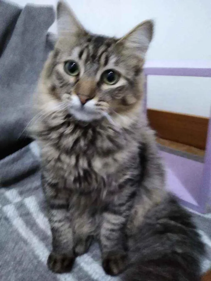 Gato ra a Srd idade 7 a 11 meses nome Valentina