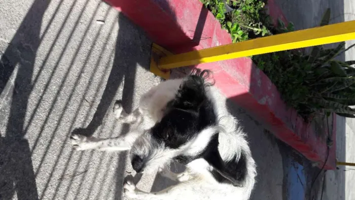 Cachorro ra a  idade 1 ano nome Maicol