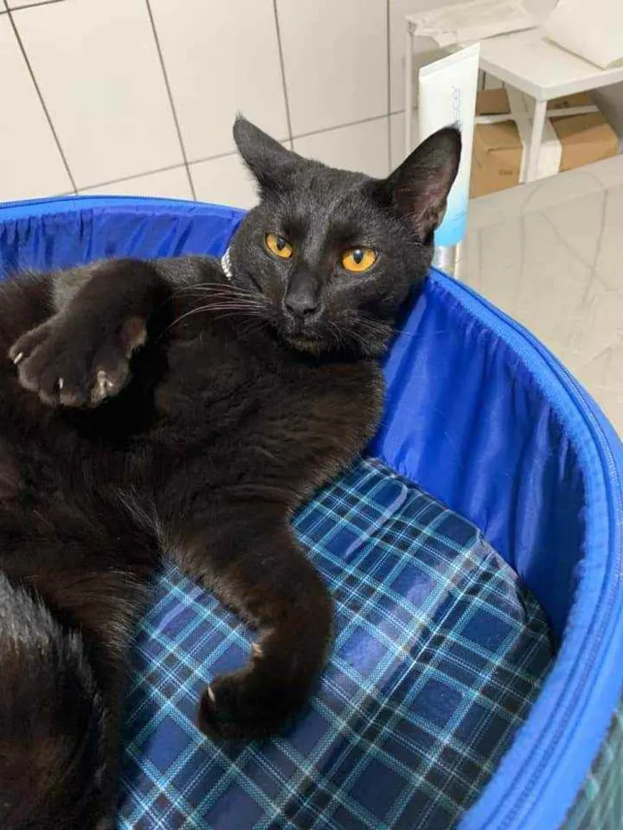 Gato ra a SRD idade 1 ano nome Shadow