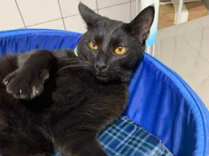 Gato raça SRD idade 1 ano nome Shadow