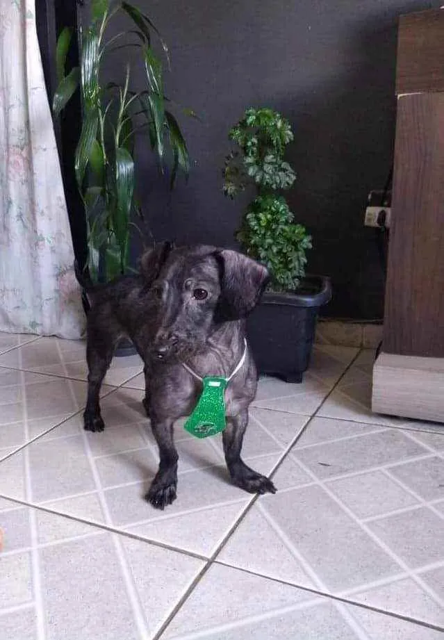 Cachorro ra a Mistura de Dachshund idade 3 anos nome Baruck