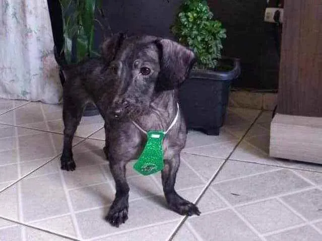 Cachorro ra a Mistura de Dachshund idade 3 anos nome Baruck