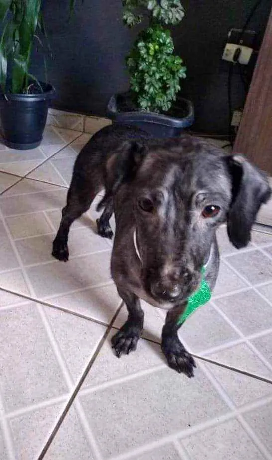 Cachorro ra a Mistura de Dachshund idade 3 anos nome Baruck