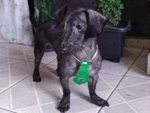 Cachorro raça Mistura de Dachshund idade 3 anos nome Baruck 
