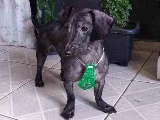 Cachorro ra a Mistura de Dachshund idade 3 anos nome Baruck