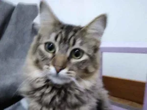 Gato raça Srd idade 7 a 11 meses nome Valentina