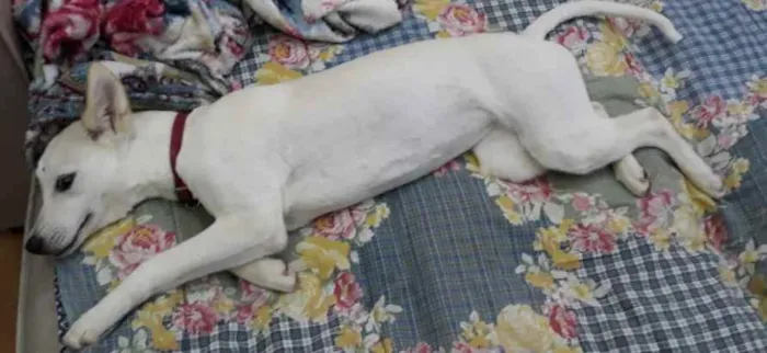 Cachorro ra a SRD-ViraLata idade 1 ano nome Branca