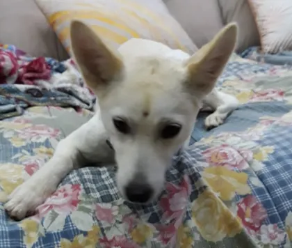 Cachorro ra a SRD-ViraLata idade 1 ano nome Branca