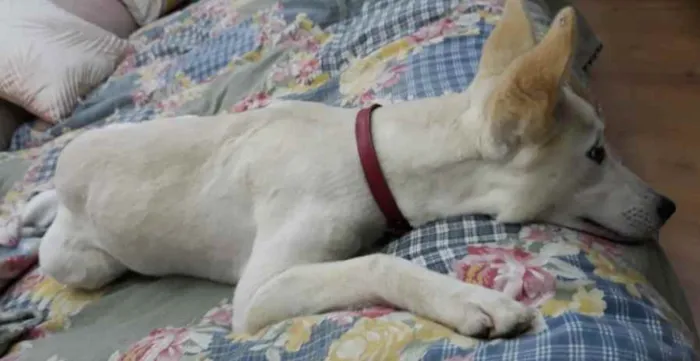 Cachorro ra a SRD-ViraLata idade 1 ano nome Branca