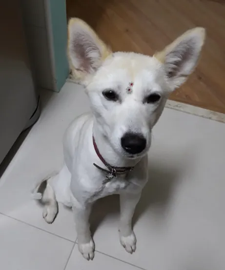 Cachorro ra a SRD-ViraLata idade 1 ano nome Branca