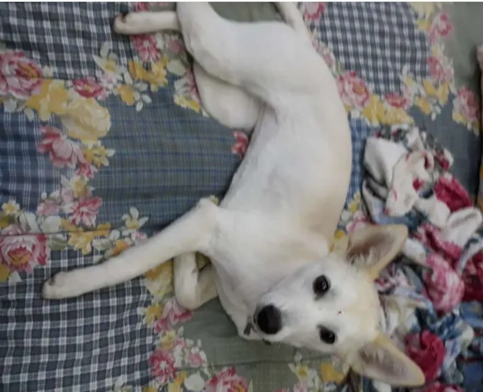 Cachorro ra a SRD-ViraLata idade 1 ano nome Branca