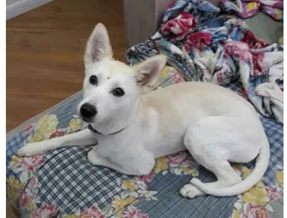 Cachorro ra a SRD-ViraLata idade 1 ano nome Branca