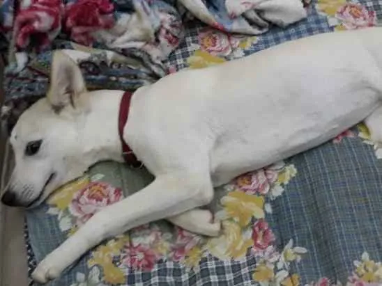 Cachorro ra a SRD-ViraLata idade 1 ano nome Branca