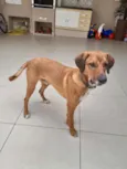 Puppy