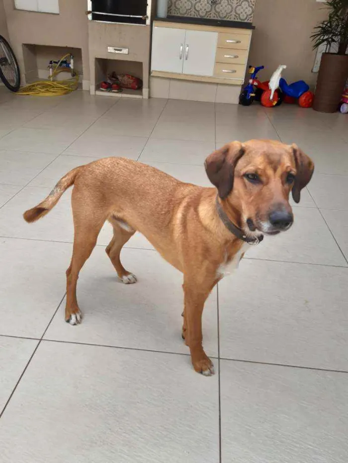 Cachorro ra a Vira lata idade 7 a 11 meses nome Puppy