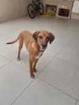 Puppy