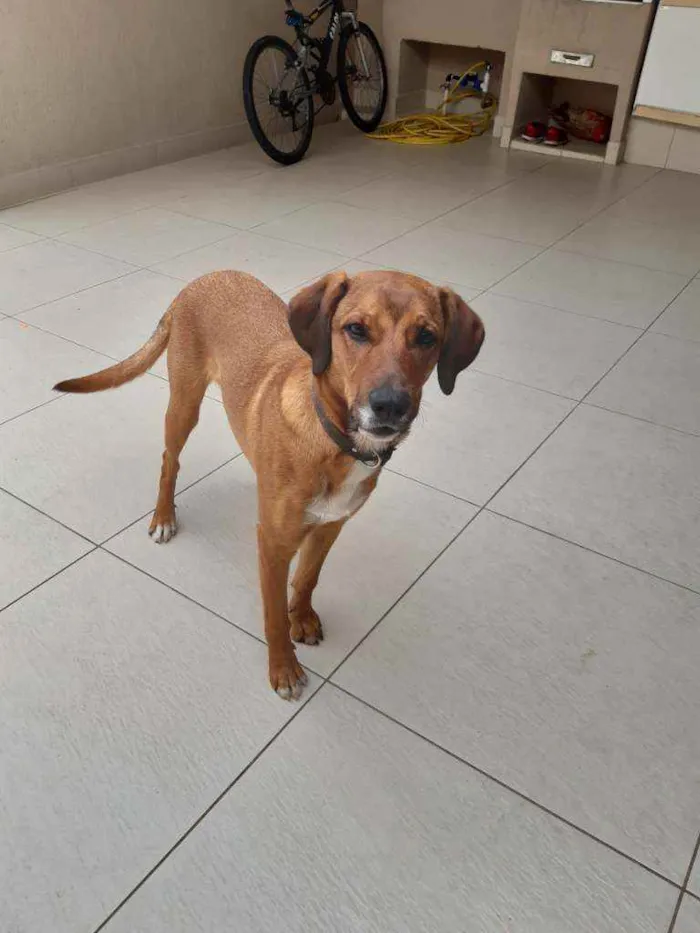 Cachorro ra a Vira lata idade 7 a 11 meses nome Puppy