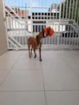 Puppy