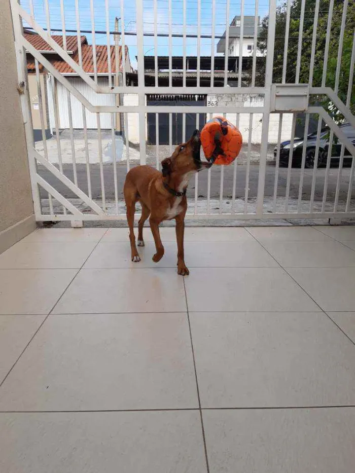 Cachorro ra a Vira lata idade 7 a 11 meses nome Puppy