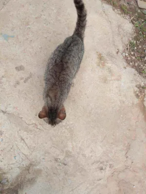 Gato raça Não sei idade 1 ano nome Gatinho