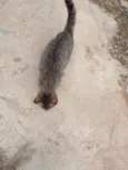 Gatinho
