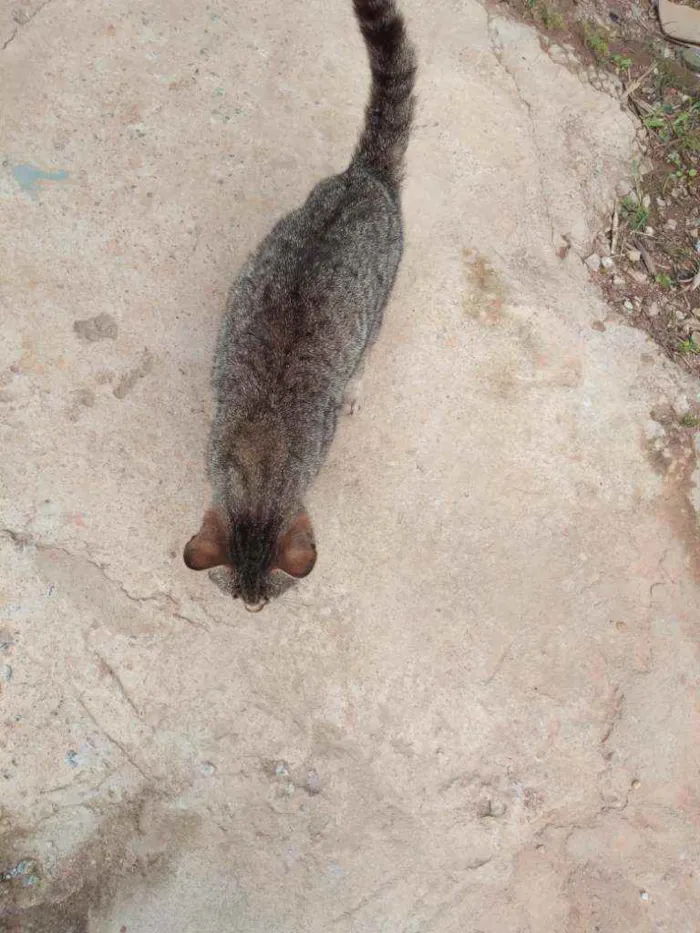 Gato ra a Não sei idade 1 ano nome Gatinho