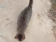 Gatinho