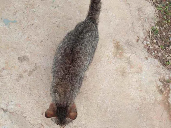 Gato ra a Não sei idade 1 ano nome Gatinho