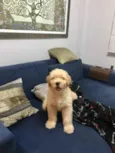 Marvin
