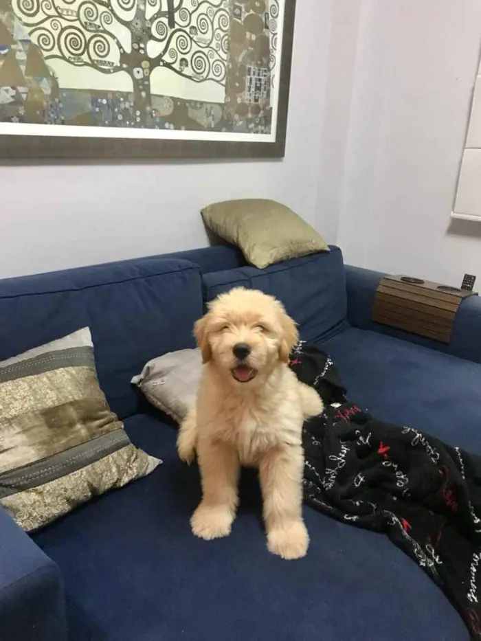 Cachorro ra a Golden idade 2 a 6 meses nome Marvin