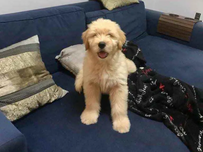 Cachorro ra a Golden idade 2 a 6 meses nome Marvin