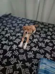 Simba