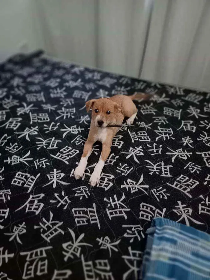 Cachorro ra a Vira lata idade 2 a 6 meses nome Simba