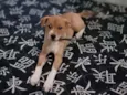 Simba