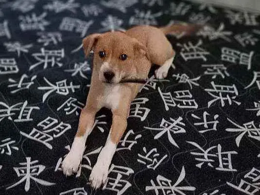 Cachorro ra a Vira lata idade 2 a 6 meses nome Simba