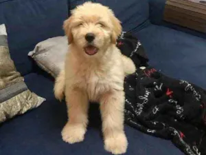 Cachorro raça Golden idade 2 a 6 meses nome Marvin