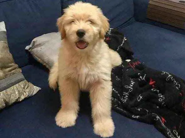 Cachorro ra a Golden idade 2 a 6 meses nome Marvin