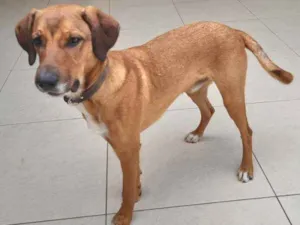 Cachorro raça Vira lata idade 7 a 11 meses nome Puppy