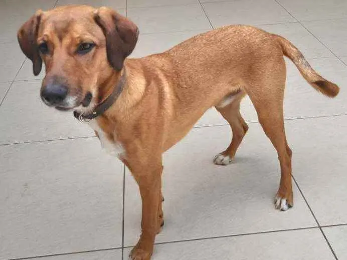 Cachorro ra a Vira lata idade 7 a 11 meses nome Puppy
