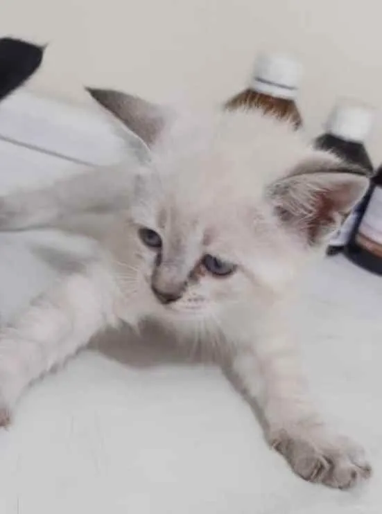 Gato ra a SRD idade 2 a 6 meses nome Ísis 